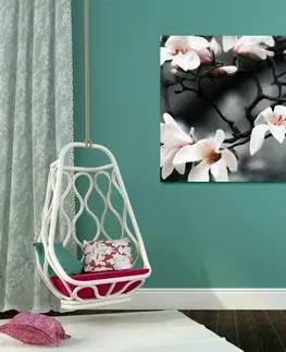 Obrazy kvetov Obraz prebúdzajúca sa magnólia