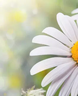 Obrazy kvetov Obraz kvety margarétky