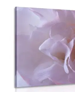 Obrazy kvetov Obraz lupienky karafiátu
