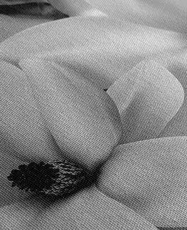 Čiernobiele obrazy Obraz luxusná magnólia s perlami v čiernobielom prevedení