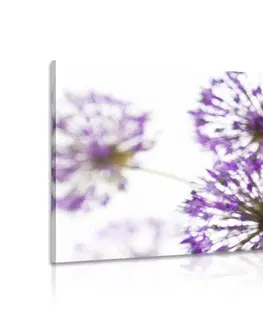 Obrazy kvetov Obraz kvitnúce fialové kvety cesnaku