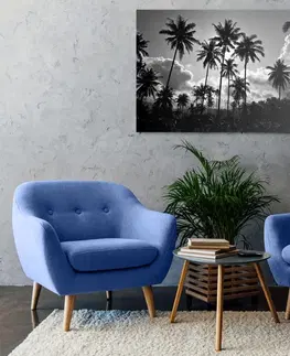 Čiernobiele obrazy Obraz kokosové palmy na pláži v čiernobielom prevedení