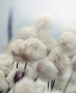 Tapety kvety Fototapeta arktické kvety bavlny