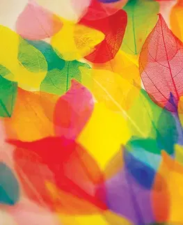 Tapety príroda Tapeta listy v jesenných farbách