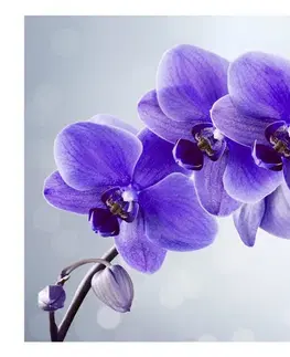 Tapety Samolepiaca tapeta fialová orchidea - Parting hour