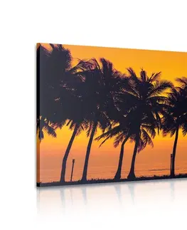 Obrazy prírody a krajiny Obraz západ slnka nad palmami