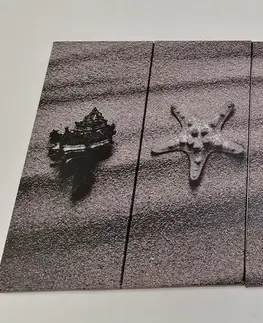 Čiernobiele obrazy 5-dielny obraz mušle na piesočnatej pláži v čiernobielom prevedení