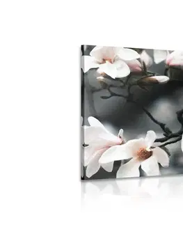 Obrazy kvetov Obraz prebúdzajúca sa magnólia