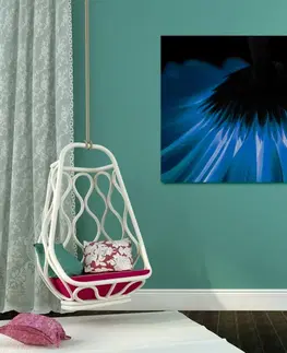 Obrazy kvetov Obraz modrá gerbera na tmavom pozadí