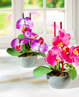 Drobné dekorácie a doplnky 2 aranžmány "Orchidea v kvetináči"