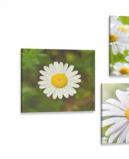 Zostavy obrazov Set obrazov lúčne kvety