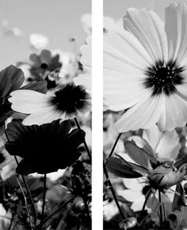 Čiernobiele obrazy 5-dielny obraz lúka jarných kvetov v čiernobielom prevedení