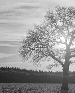 Čiernobiele obrazy Obraz osamelého stromu v čiernobielom prevedení