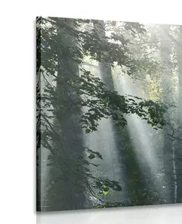 Obrazy prírody a krajiny Obraz slnečné lúče v hmlistom lese