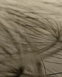 Čiernobiele obrazy Obraz púpavové semená v sépiovom prevedení