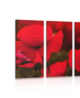 Obrazy kvetov 5-dielny obraz pole divých makov