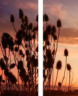 Obrazy prírody a krajiny 5-dielny obraz steblá trávy pri východe slnka