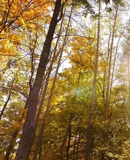 Tapety príroda Fototapeta les v jesenných farbách