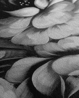 Čiernobiele obrazy Obraz svet kvetín v čiernobielom prevedení