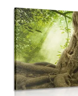 Obrazy prírody a krajiny Obraz koreň stromu