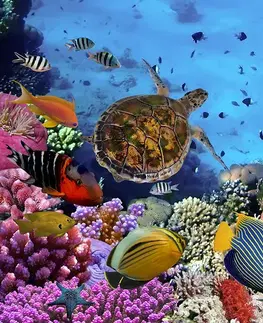 Tapety zvieratá Fototapeta podmorský svet