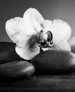 Čiernobiele tapety Fototapeta čiernobiela orchidea a kamene