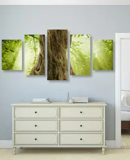 Obrazy prírody a krajiny 5-dielny obraz kmeň stromu