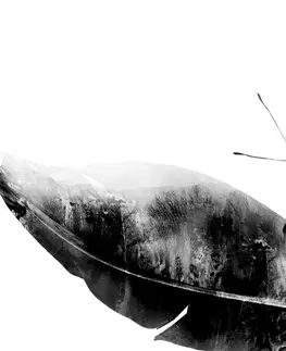 Čiernobiele obrazy Obraz pierko s motýľom v čiernobielom prevedení