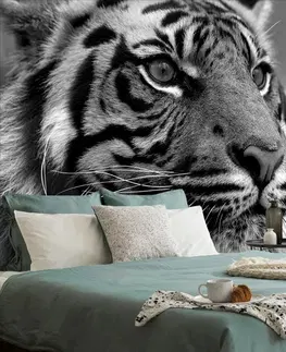 Samolepiace tapety Samolepiaca fototapeta bengálsky čiernobiely tiger