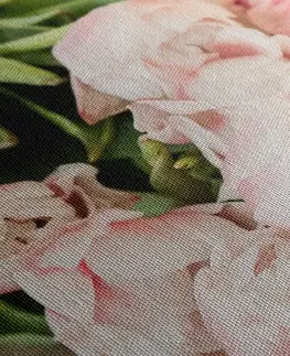 Obrazy kvetov Obraz romantická kytica