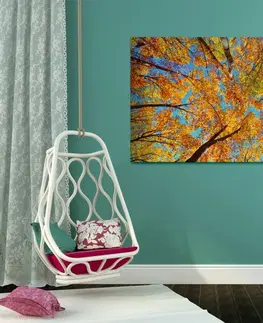 Obrazy prírody a krajiny Obraz jesenné koruny stromov