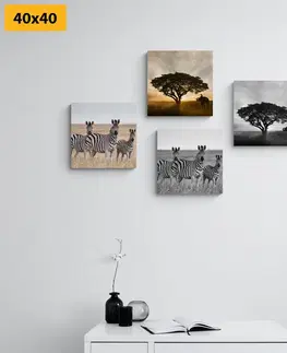 Zostavy obrazov Set obrazov zvieratá žijúce na Savane