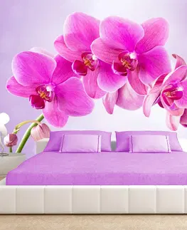 Tapety Samolepiaca tapeta ružová orchidea - Thoughtfulness