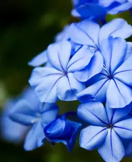Tapety kvety Fototapeta divoké modré kvety