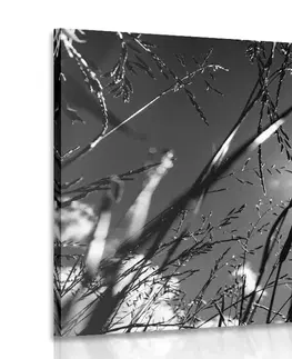 Čiernobiele obrazy Obraz poľná tráva v čiernobielom prevedení
