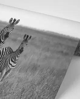 Samolepiace tapety Samolepiaca fototapeta tri čiernobiele zebry v savane