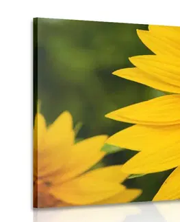 Obrazy kvetov Obraz žltá slnečnica
