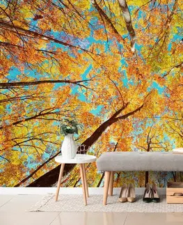 Tapety príroda Fototapeta jesenné koruny stromov