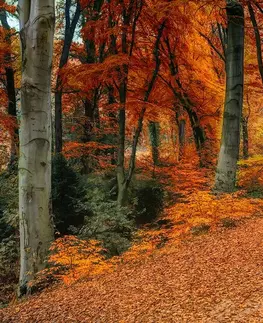 Tapety príroda Fototapeta les v jesennom období