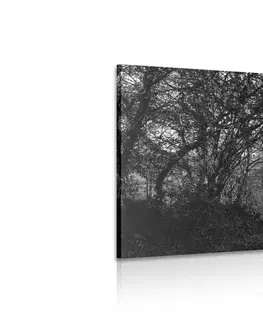 Čiernobiele obrazy Obraz čiernobiely les
