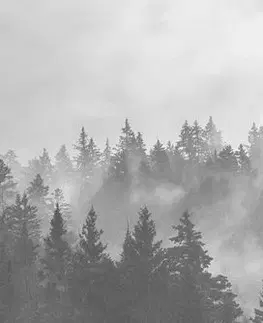 Čiernobiele obrazy Obraz hmla nad lesom v čiernobielom prevedení