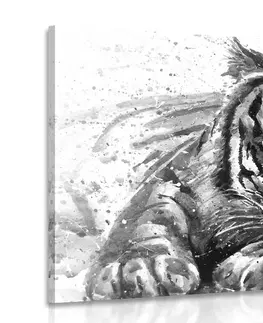 Čiernobiele obrazy Obraz predátor zvierat v čiernobielom prevedení