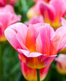 Samolepiace tapety Samolepiaca fototapeta lúka ružových tulipánov