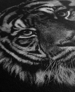 Čiernobiele obrazy Obraz tiger v čiernobielom prevedení