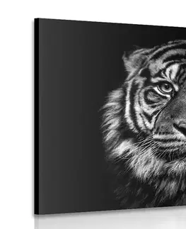 Čiernobiele obrazy Obraz tiger v čiernobielom prevedení