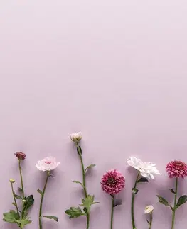 Tapety kvety Fototapeta kompozícia chryzantém