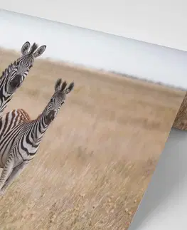Samolepiace tapety Samolepiaca fototapeta tri zebry v savane