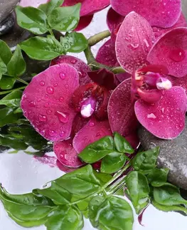 Obrazy Feng Shui Obraz kvitnúca orchidea a wellness kamene
