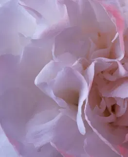 Obrazy kvetov Obraz lupienky karafiátu