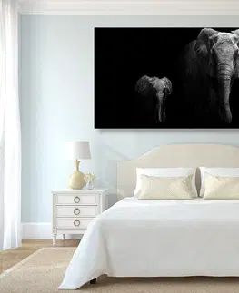 Čiernobiele obrazy Obraz malý slon a slonica
